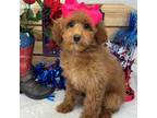 Mutt Puppy for sale in Bullard, TX, USA