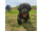 Labrador Retriever Puppy for sale in Lyons, NY, USA