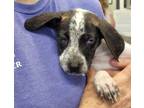 Adopt Finley Fallow a German Shorthaired Pointer, Husky