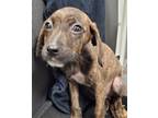 Adopt Falcon Fallow a German Shorthaired Pointer, Husky