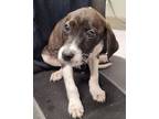 Adopt Figaro Fallow a German Shorthaired Pointer, Husky