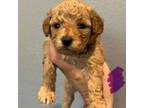 Mutt Puppy for sale in Hope, AR, USA