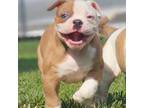 Olde Bulldog Puppy for sale in Tulsa, OK, USA