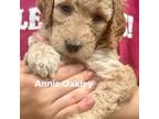 Mutt Puppy for sale in Rural Retreat, VA, USA