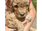 Mutt Puppy for sale in Rural Retreat, VA, USA