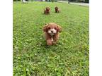 Cavapoo Puppy for sale in Murfreesboro, AR, USA