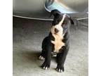 American Pit Bull Terrier Puppy for sale in Chicago, IL, USA