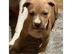 American Pit Bull Terrier Puppy for sale in Chicago, IL, USA