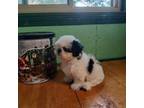 Shih Tzu Puppy for sale in Amite, LA, USA