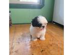 Shih Tzu Puppy for sale in Amite, LA, USA