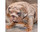 Bulldog Puppy for sale in Kingwood, WV, USA