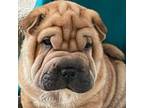 Chinese Shar-Pei Puppy for sale in Grand Rapids, MI, USA