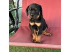 Rottweiler Puppy for sale in San Jose, CA, USA