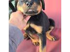 Rottweiler Puppy for sale in San Jose, CA, USA