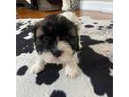 Cavapoo Puppy for sale in Garden City, NY, USA