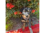 Rottweiler Puppy for sale in Los Angeles, CA, USA