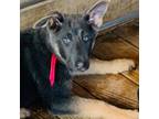 German Shepherd Dog Puppy for sale in Birmingham, AL, USA