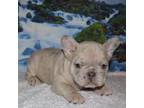 French Bulldog Puppy for sale in Helena, MT, USA