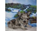 French Bulldog Puppy for sale in Helena, MT, USA