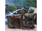 French Bulldog Puppy for sale in Helena, MT, USA