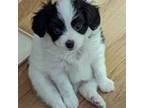 Papillon Puppy for sale in Northbridge, MA, USA