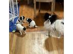 Papillon Puppy for sale in Northbridge, MA, USA