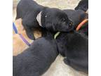 Labrador Retriever Puppy for sale in Ridgefield, WA, USA