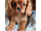 Cavalier King Charles Spaniel Puppy for sale in Sandpoint, ID, USA