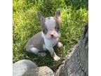 Boston Terrier Puppy for sale in Tracy, CA, USA