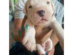 Dogo Argentino Puppy for sale in Oakland, CA, USA