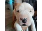 Dogo Argentino Puppy for sale in Oakland, CA, USA