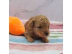 AKC apricot girl