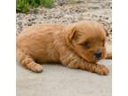 Yorkshire Terrier Puppy for sale in New Haven, IN, USA