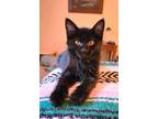 Adopt Jeep a Domestic Short Hair