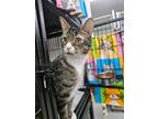 Adopt Scratchy a Domestic Short Hair