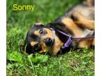 Adopt Sonny a Dachshund