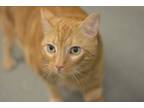 Adopt Oliver 2 a Domestic Medium Hair, Domestic Short Hair