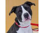 Adopt Dembe a Pit Bull Terrier
