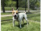 Adopt Dwayne a Pit Bull Terrier, Bull Terrier
