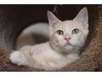 Adopt Cheddar a Domestic Short Hair