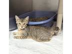 Adopt Gilligan a Domestic Short Hair