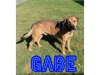 Adopt Gabe a Hound, Mixed Breed