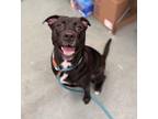 Adopt Mitch a American Staffordshire Terrier