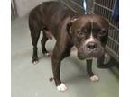 Adopt Sampson a Boxer