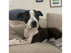 Adopt Bug a American Staffordshire Terrier