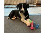 Adopt Bogey a Mixed Breed