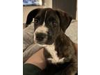 Adopt 55953047 a Labrador Retriever, Mixed Breed