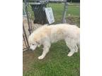 Adopt 55955358 a Great Pyrenees, Mixed Breed