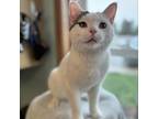Adopt Franz--In Foster a Domestic Short Hair