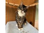 Adopt Hunter--In Foster a Domestic Short Hair
